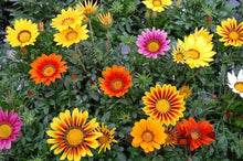 Load image into Gallery viewer, 50 Gazania Flower Seeds
