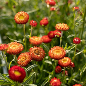 100 Copper Red Strawflower Flower Seeds