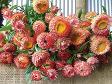 Load image into Gallery viewer, 100 Peach Apricot Strawflower Flower Seeds
