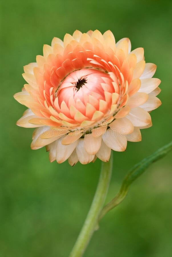 Strawflower Seed, Helichrysum Mixed Peach and Apricot Shades