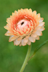 100 Peach Apricot Strawflower Flower Seeds