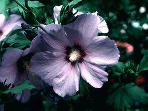 25 Purple Rose of Sharon Hibiscus Flowering Shrub Seeds