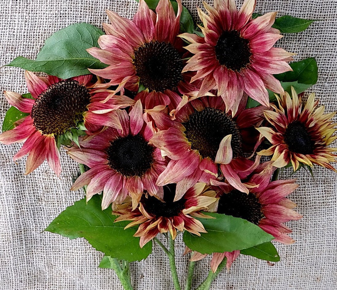 25 Best Types of Sunflowers - Varieties of Sunflowers to Plant