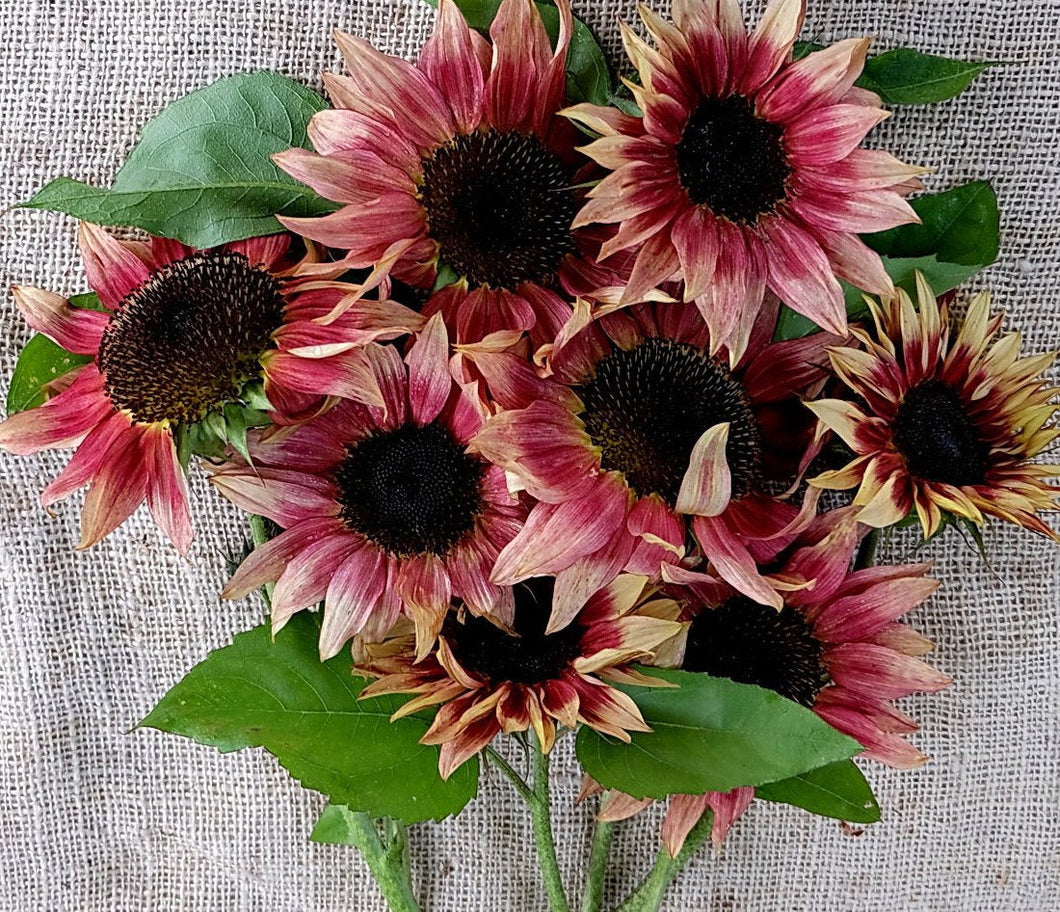 pink sunflower seeds to plant 25 Strawberry Sunrise Pink Sunflower Seeds