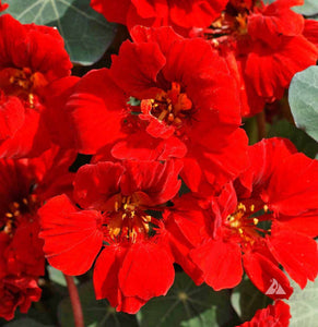 50 Empress of India Nasturtium Flower Seeds