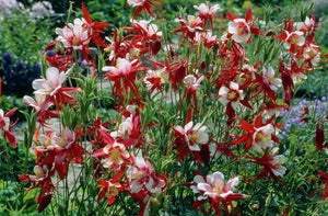 50 Crimson Star Columbine Flower Seeds