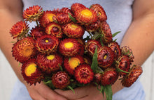 Load image into Gallery viewer, 100 Copper Red Strawflower Flower Seeds

