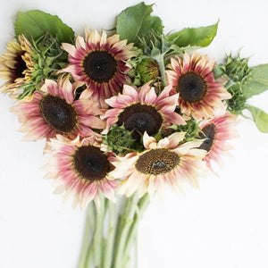 strawberry pink sunflower seeds 25 Strawberry Sunrise Pink Sunflower Seeds