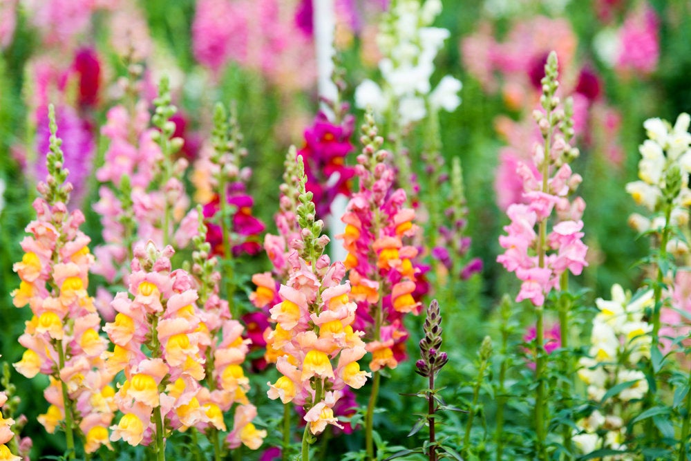 bulk flower seeds Bulk Pack Heirloom Snapdragon Flower Seeds – New Hill Farms