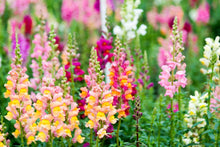 Load image into Gallery viewer, 1000+ Heirloom Snapdragon Flower Seeds
