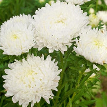 Load image into Gallery viewer, 50 Duchess Peony White Aster Flower Seeds
