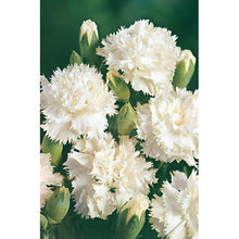 Load image into Gallery viewer, 100 Jeanne Dionis White French Carnation Seeds
