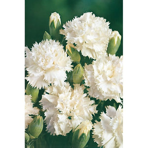 100 Jeanne Dionis White French Carnation Seeds