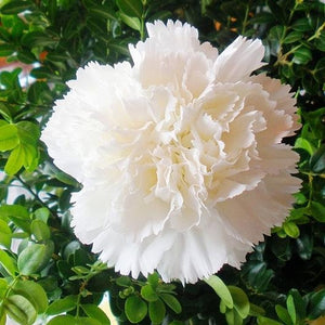 100 Jeanne Dionis White French Carnation Seeds