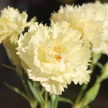 Load image into Gallery viewer, 100 Marie Chabaud Yellow French Carnation Seeds
