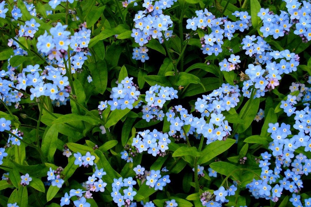 a plant that makes seeds but not flowers would be 500+ Blue Forget Me Not Flower Seeds – New Hill Farms