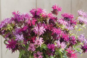 50 Bee Balm Mixed Color Flower Seeds