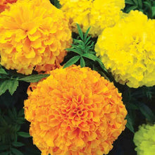 Load image into Gallery viewer, 300 African Marigold Flower Seeds
