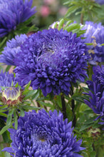 Load image into Gallery viewer, 50 Duchess Peony Dark Blue Aster Flower Seeds
