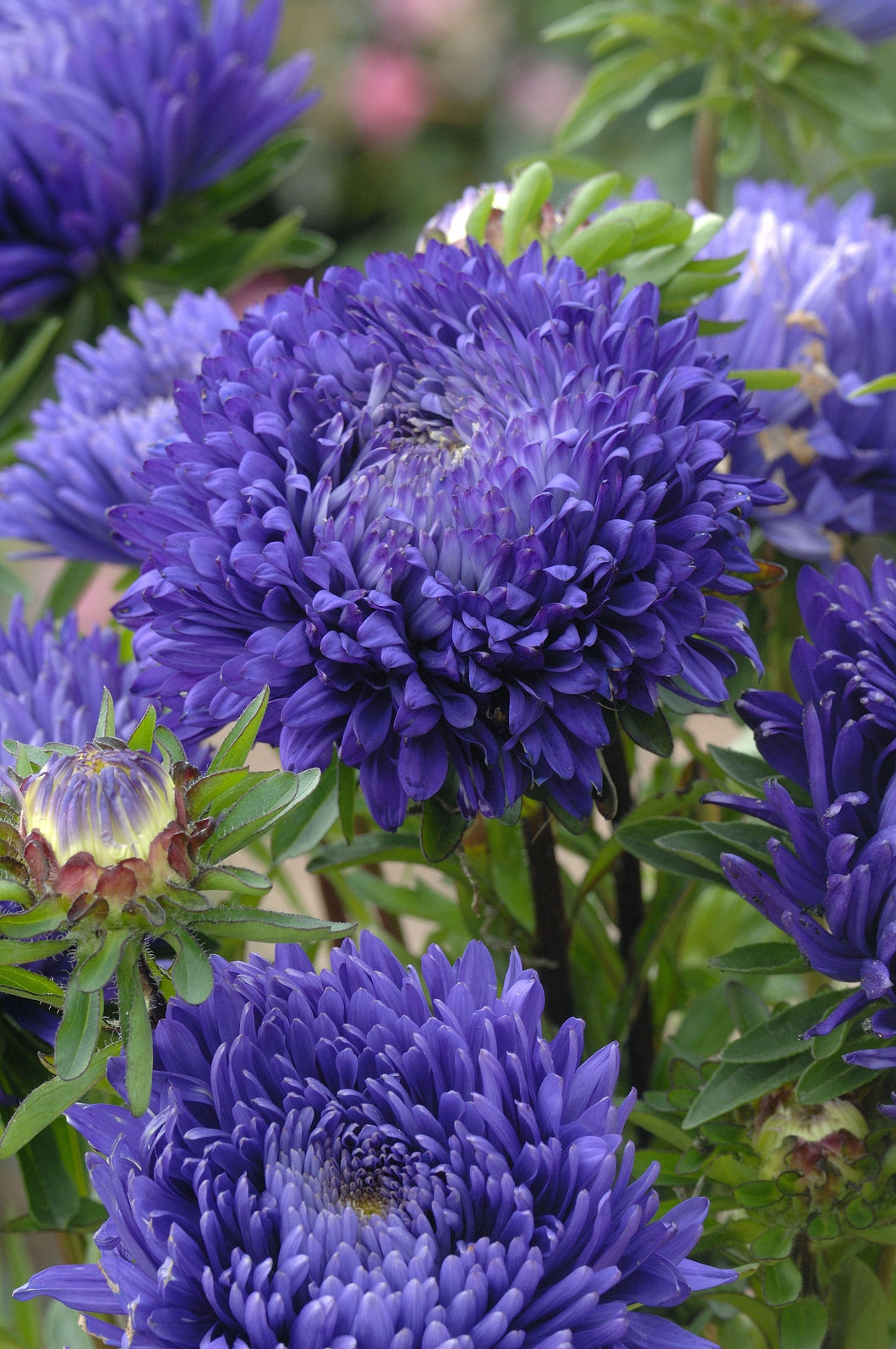 aster plant seeds 50 Duchess Peony Dark Blue Aster Flower Seeds