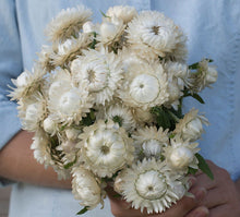 Load image into Gallery viewer, 100 &quot;Vintage&quot; White Strawflower Flower Seeds
