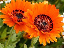 Load image into Gallery viewer, 100 Orange Venidium Flower Seeds
