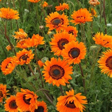 Load image into Gallery viewer, 100 Orange Venidium Flower Seeds
