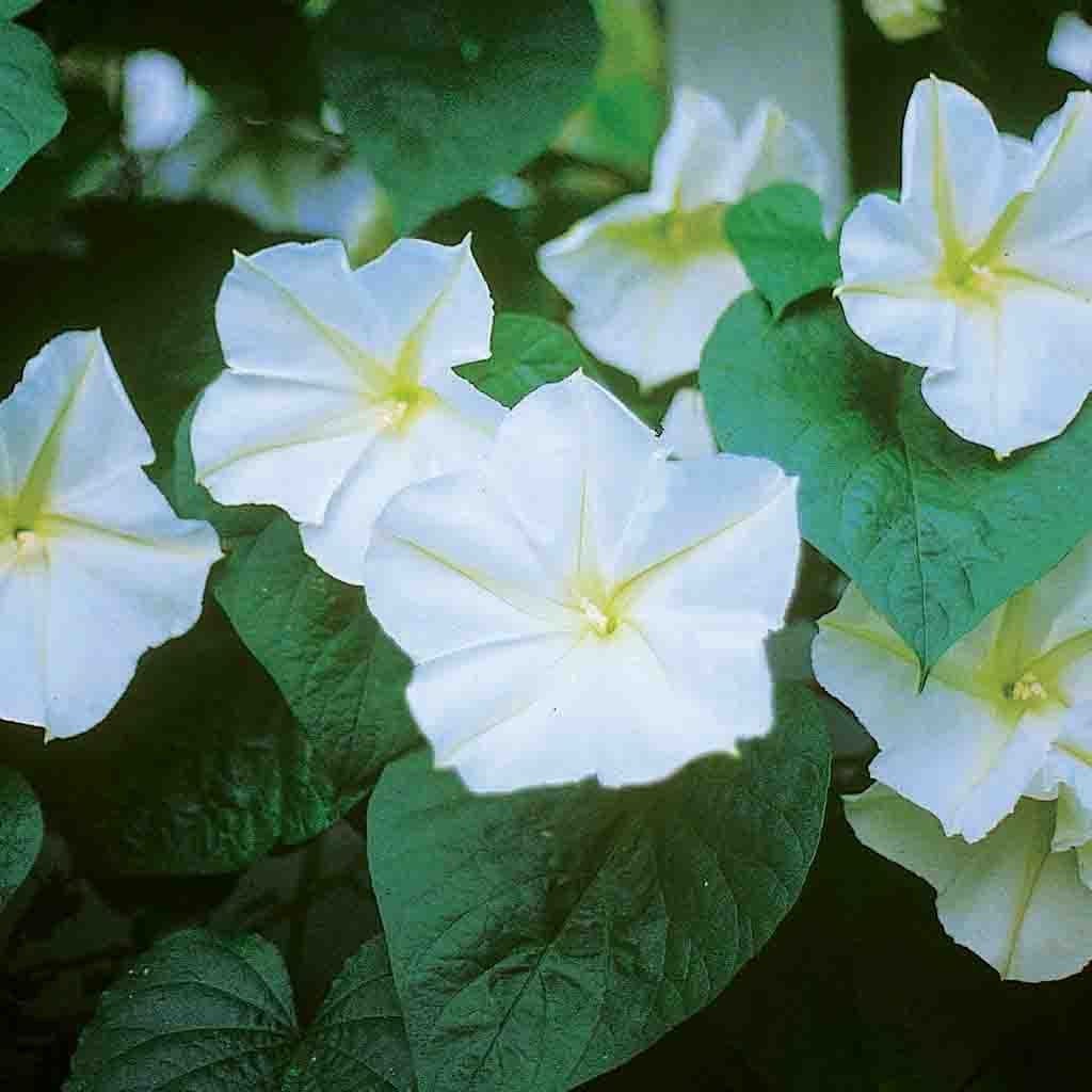moon flower seed germination 25 Moonflower Morning Glory Flower Seeds – New Hill Farms