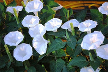 Load image into Gallery viewer, 25 Moonflower Morning Glory Flower Seeds
