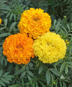 300 African Marigold Flower Seeds