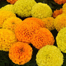 Load image into Gallery viewer, 300 African Marigold Flower Seeds
