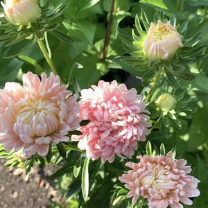 100 Duchess Peony Apricot Aster Flower Seeds
