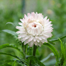 Load image into Gallery viewer, 100 &quot;Vintage&quot; White Strawflower Flower Seeds
