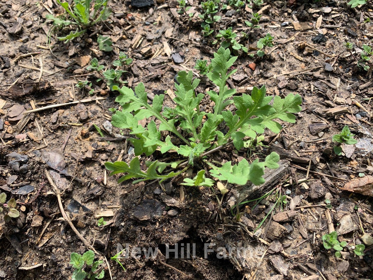 poppy plant seeds 100 Lady Bird Poppy Flower Seeds