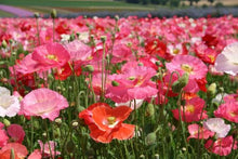 Load image into Gallery viewer, 3000+ Shirley Poppy Flower Seeds

