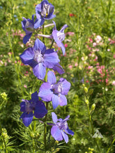 Load image into Gallery viewer, 200 Rocket Larkspur Mixed Color Flower Seeds
