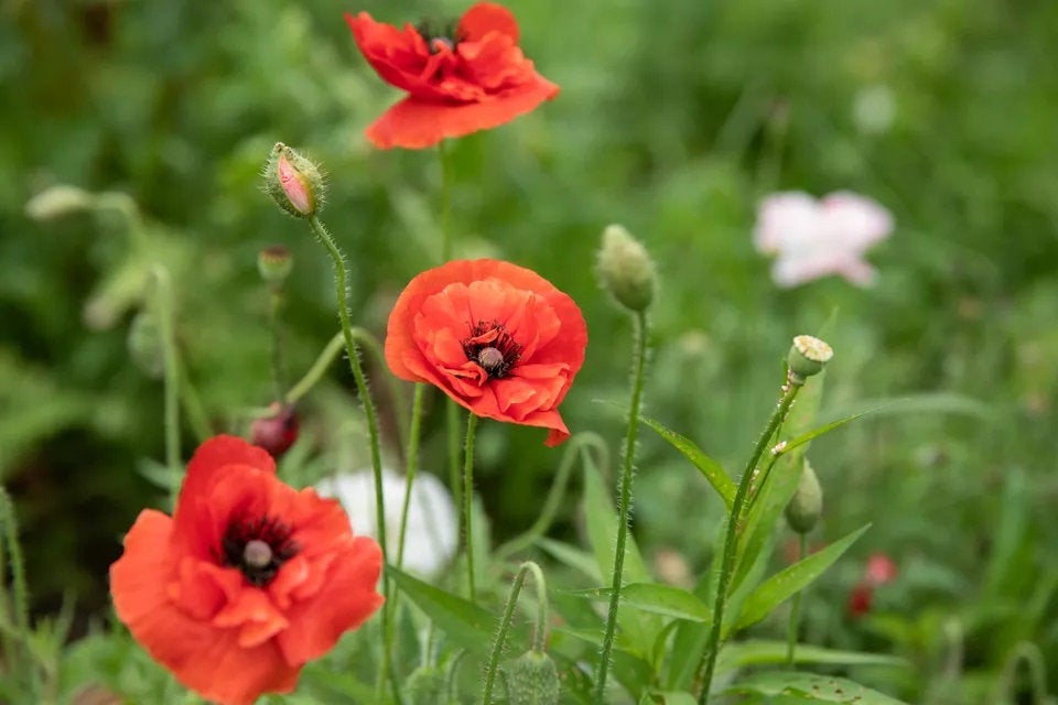buy poppy flower seeds 100 "Brilliant" Oriental Poppy Flower Seeds
