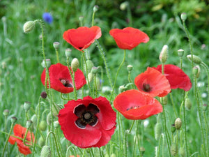 oriental poppy flower seeds 100 "Brilliant" Oriental Poppy Flower Seeds – New Hill Farms