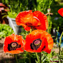 Load image into Gallery viewer, 100 &quot;Brilliant&quot; Oriental Poppy Flower Seeds
