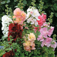 Load image into Gallery viewer, 25 Queeny Mixed Color Dwarf Hollyhock Flower Seeds
