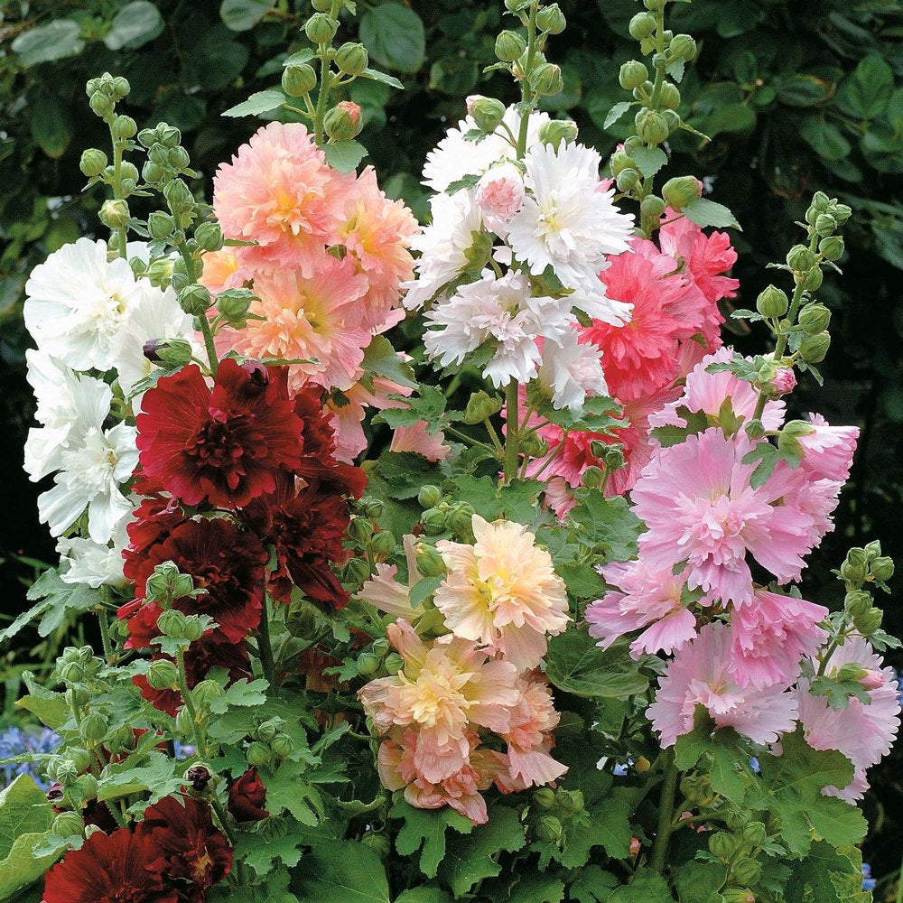 25 Queeny Mixed Color Dwarf Hollyhock Flower Seeds