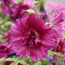 Load image into Gallery viewer, 25 Queeny Mixed Color Dwarf Hollyhock Flower Seeds
