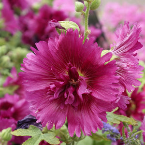 25 Queeny Mixed Color Dwarf Hollyhock Flower Seeds