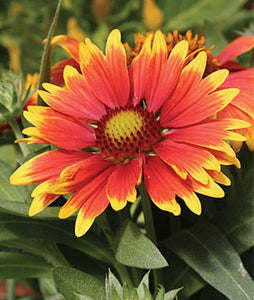 100 "Arizona Sun" Gaillardia Flower Seeds