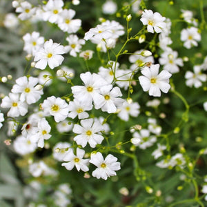 dragon's breath plant seeds 1000 White Annual Baby's Breath Flower Seeds