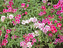Load image into Gallery viewer, 300 &quot;Farewell to Spring&quot; Clarkia Flower Seeds
