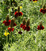 Load image into Gallery viewer, 500 Dwarf Red Coneflower Seeds
