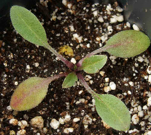 300 Purple Coneflower Seeds