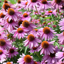 Load image into Gallery viewer, 300 Purple Coneflower Seeds
