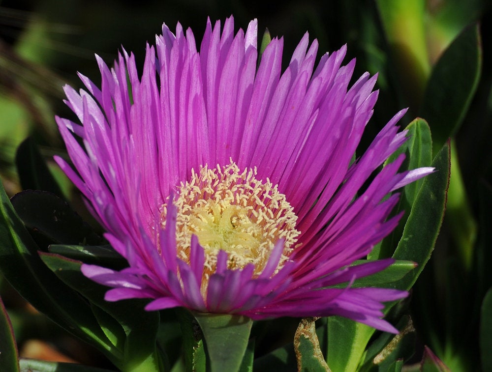 ice flower seeds 400 Ice Plant Mixed Color Flower Seeds